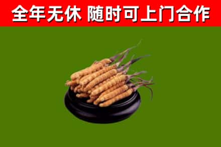 西丰回收冬虫夏草