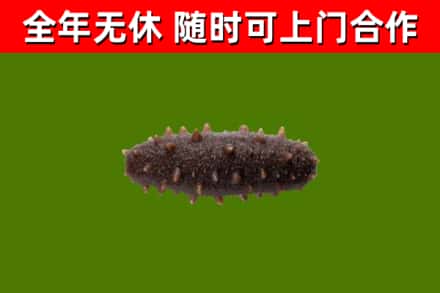 西丰回收海参干